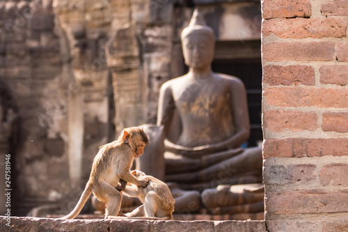 The life of long tail funny monkeys with archaeological sites. Lopburi Thailand.