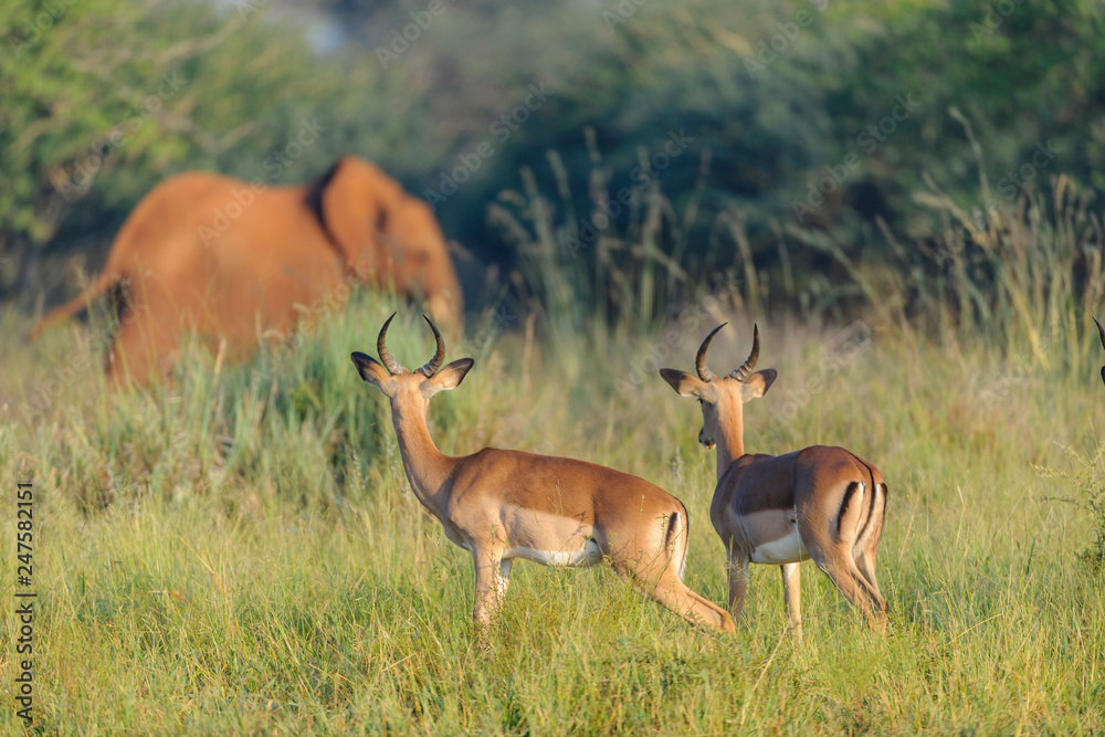 Naklejka premium Impala {Aepyceros melampus} watching African bush elephant (Loxodonta africana) aka African savanna elephant or African elephant. North West Province. South Africa