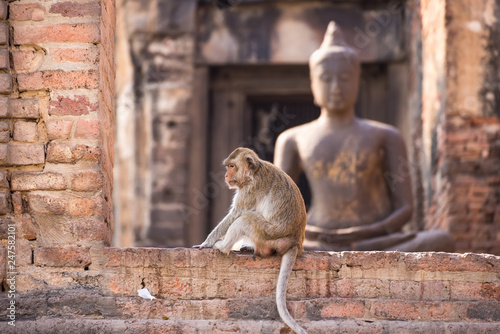 The life of long tail funny monkeys with archaeological sites. Lopburi Thailand.