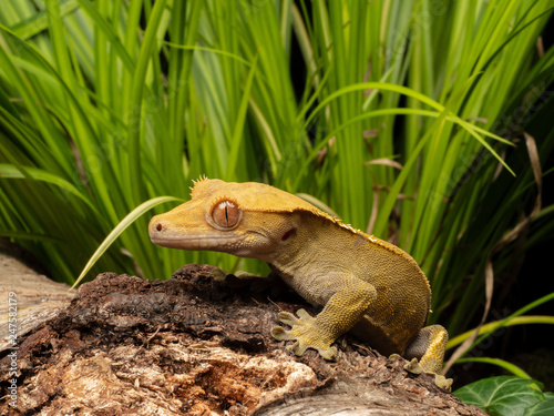 Crested Gecko on a log © chris