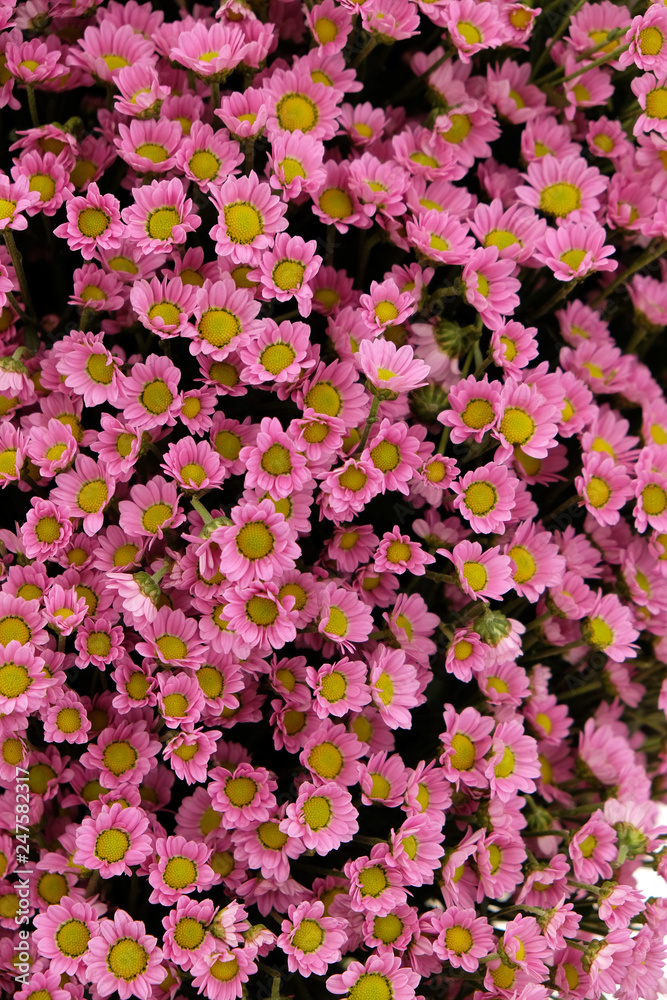 Fototapeta premium Flowers 