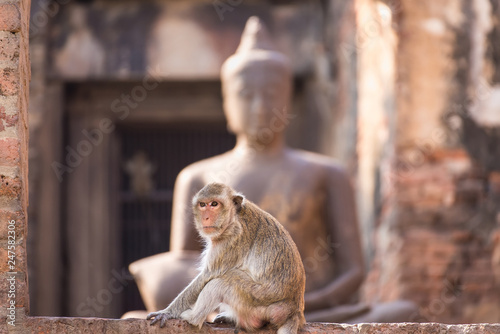 The life of long tail funny monkeys with archaeological sites. Lopburi Thailand. © bubbers