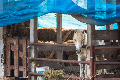 Horses on the Farm.Thailand.
