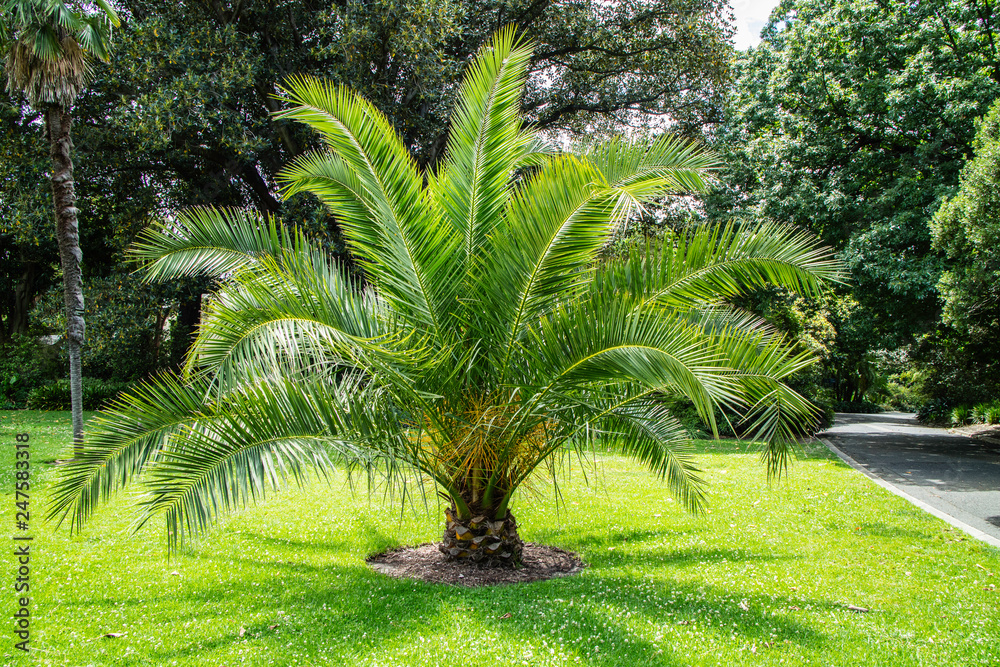 Obraz premium Palmeira