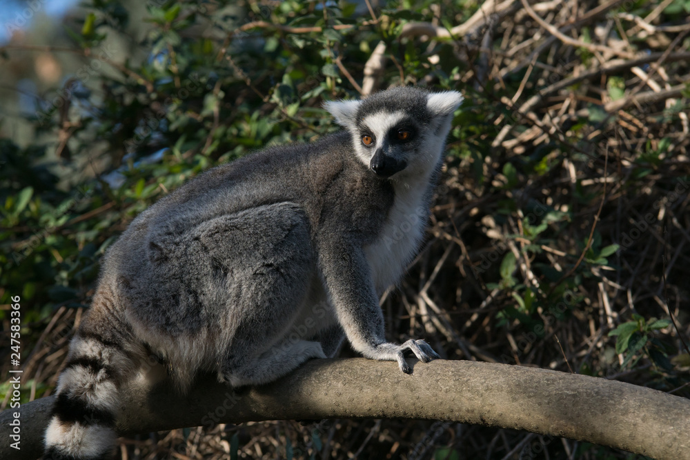 Fototapeta premium Lemur de cola anillada