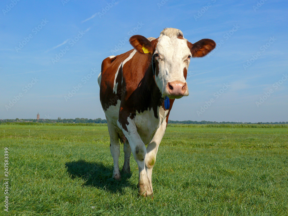 Oncoming approaching walking red pied cow with self-assured expression under a blue sky and a distant horizon.