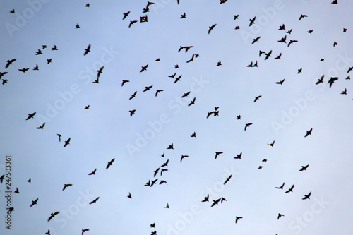 flock of birds in the sky © Алена Новосельцева
