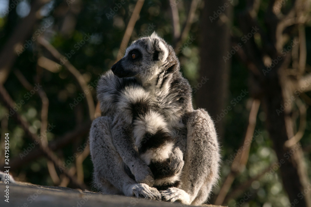 Lemur de cola anillada