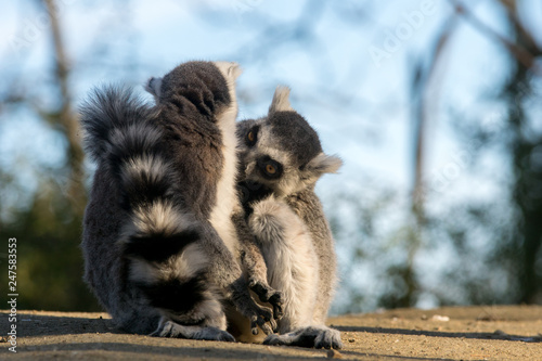 Lemur de cola anillada