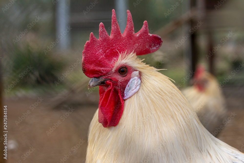 Portrait of a creamy white rooster with a  red comb and white ear lobe in a poultry house.