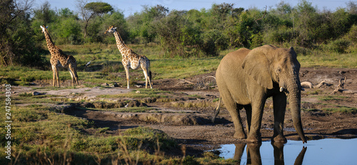 African bush elephant (Loxodonta africana) or African elephant drinking and South African giraffe or Cape giraffe (Giraffa camelopardalis giraffa).  North West Province. South Africa
