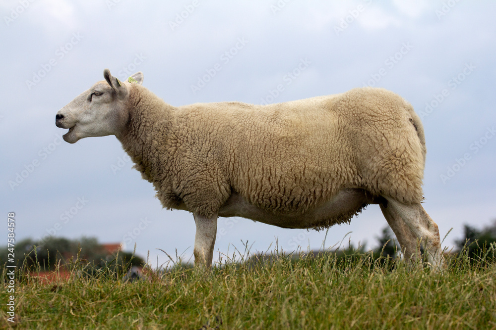 Obraz premium Bleating sheep is standing firm on the grass, on a dike in Holland.