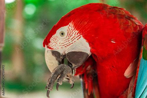 Colorful exotic parrot closeup