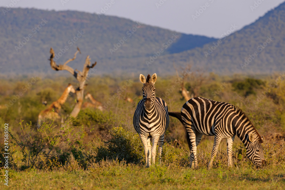 Obraz premium Plains zebra (Equus quagga, prev. Equus burchellii), aka common zebra, Burchell's zebra or quagga. North West Province. South Africa