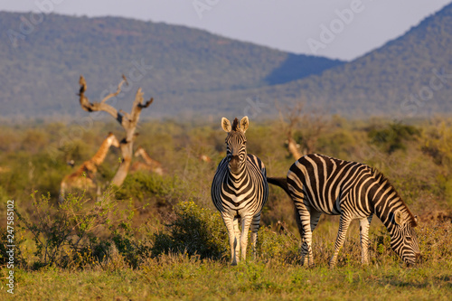 Plains zebra (Equus quagga, prev. Equus burchellii), aka common zebra, Burchell's zebra or quagga. North West Province. South Africa