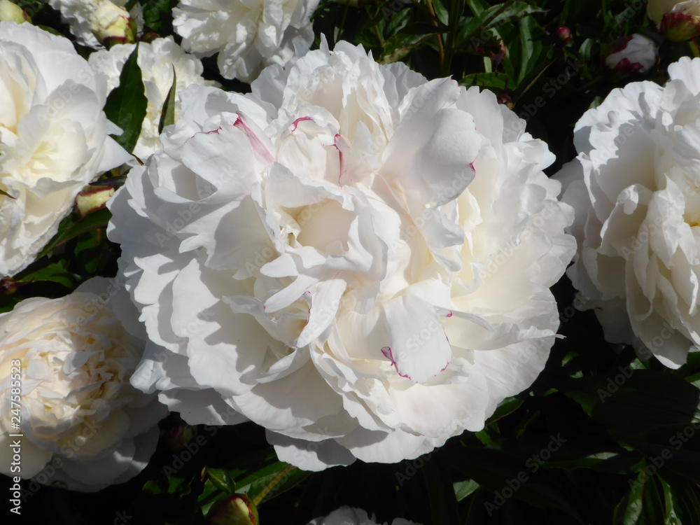 Obraz premium Flowers