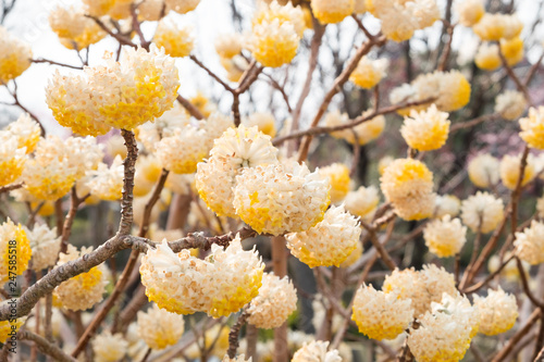 Edgeworthia chrysantra Lindl.