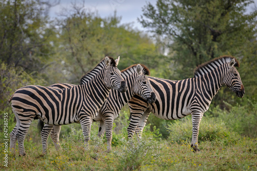 Fototapeta Naklejka Na Ścianę i Meble -  Plains zebra (Equus quagga, prev. Equus burchellii), aka common zebra, Burchell's zebra or quagga. North West Province. South Africa