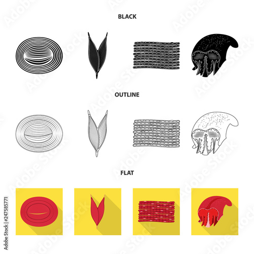 Vector design of fiber and muscular logo. Set of fiber and body  stock vector illustration.
