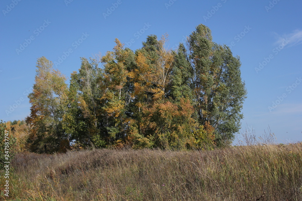 Fototapeta premium природа