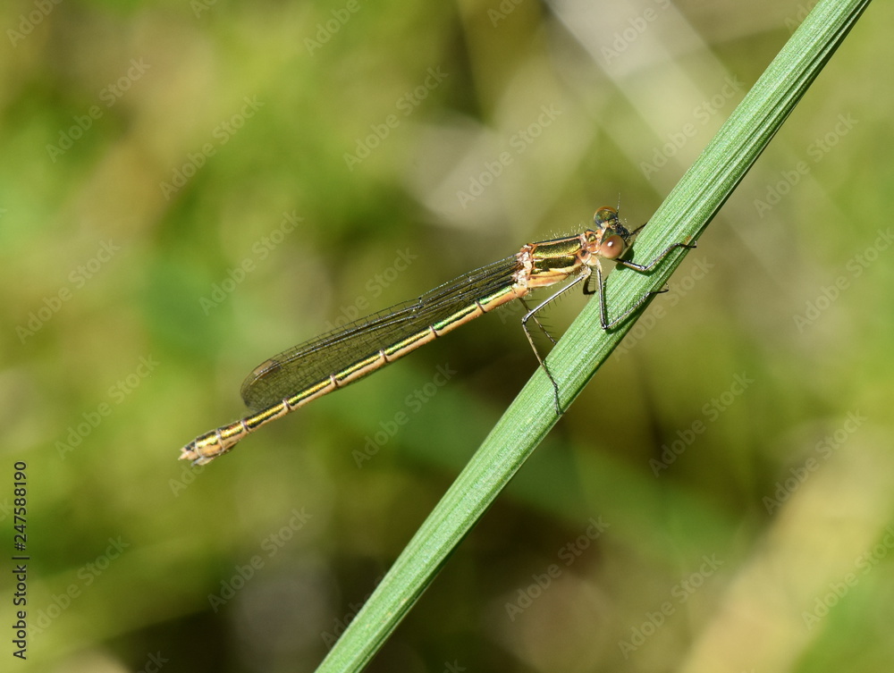 The emerald damselfly Lestes sponsa sitting in vegetation The emerald damselfly Lestes sponsa sitting in vegetation