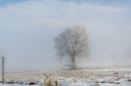 Wallpaper Mural Tree is in fog in winter Torontodigital.ca