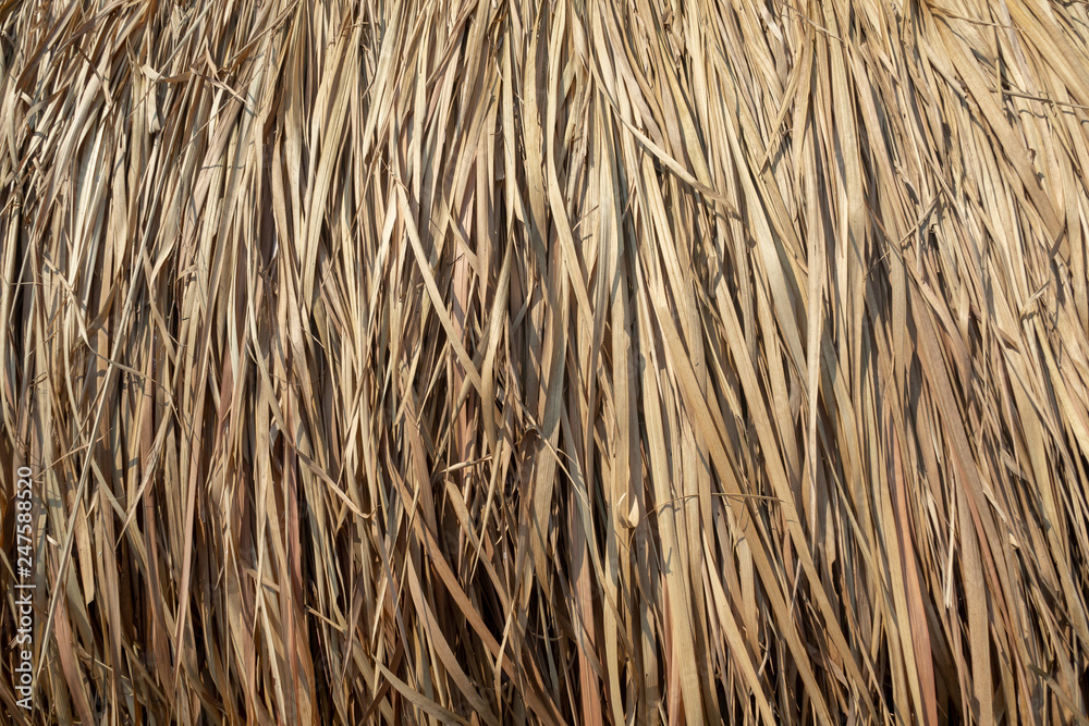 Old grass used for agriculture or also called straw Old grass used for agriculture or also called straw
