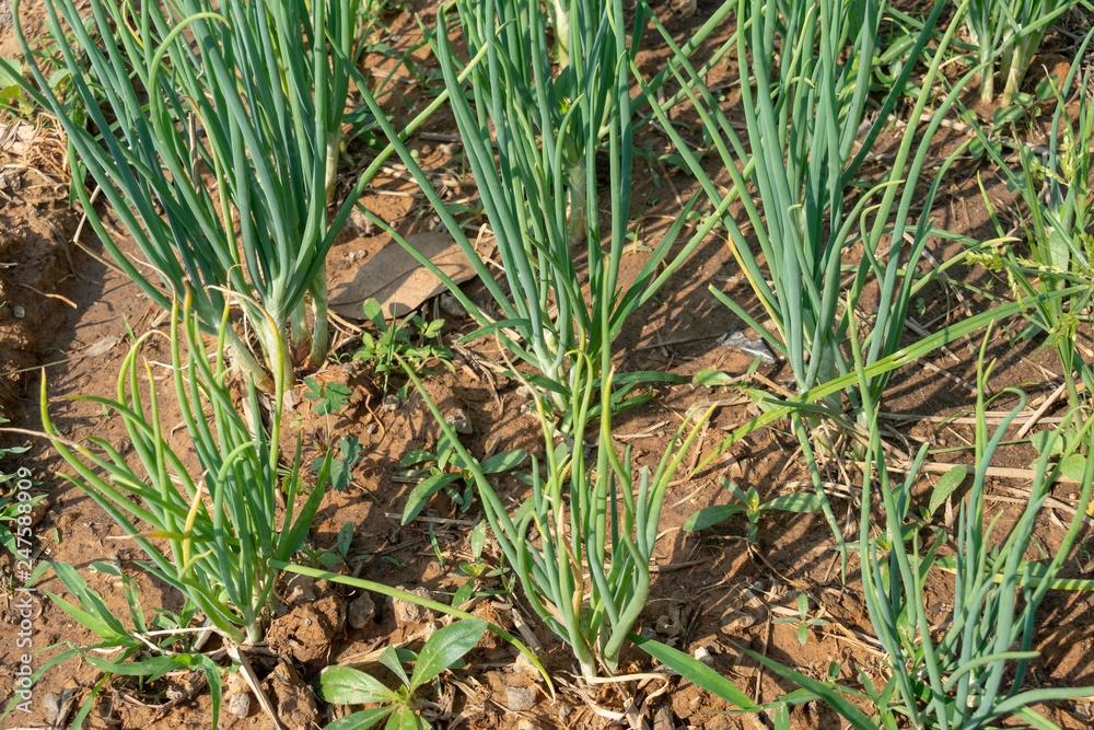 Obraz premium Small onion on the farm in Thailand.