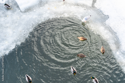 ducks and gulls swim in polynya in frozen river photo