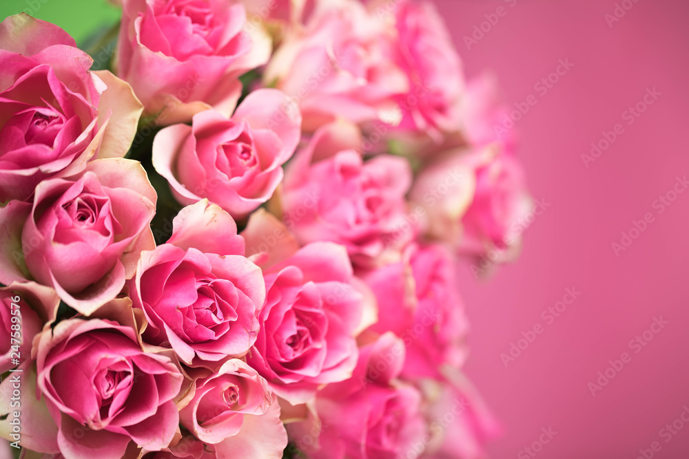 Bouquet of red roses with a pink shade on a pink background. Copypast place Bouquet of red roses with a pink shade on a pink background. Copypast place