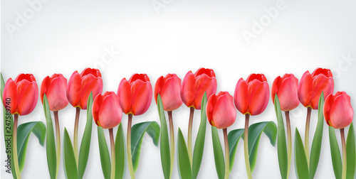 Pink tulip flowers on white background Vector realistic banner templates
