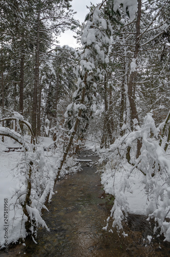 Wonderful winter landscape.The creek and trees are covered with snow.