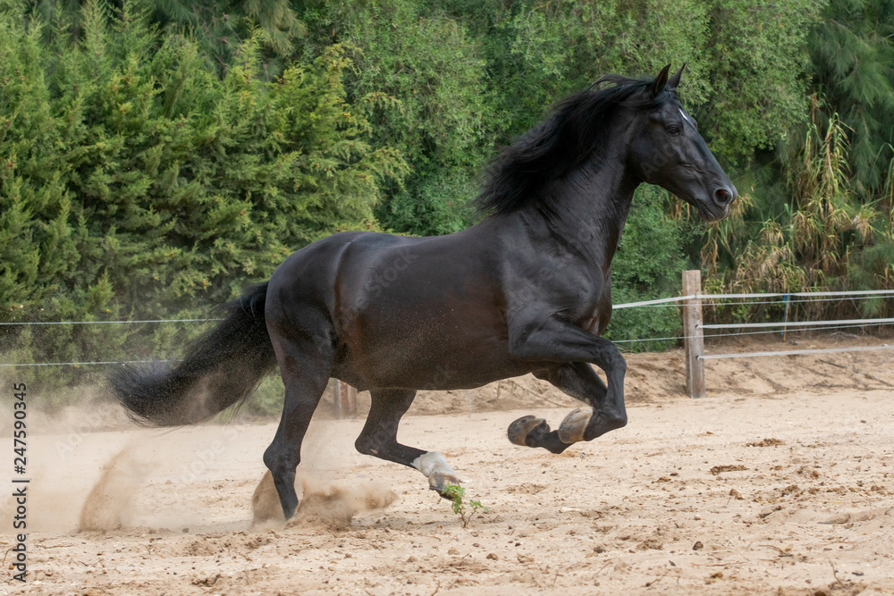 Semental de caballo español de color negro Semental de caballo español de color negro