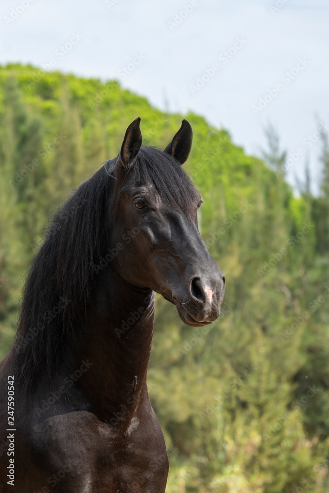 Semental de caballo español de color negro Semental de caballo español de color negro