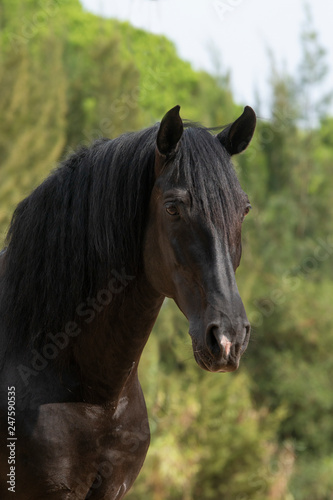 Semental de caballo espa  ol de color negro