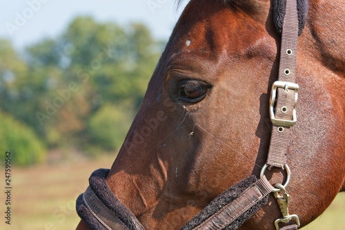 Portrait beautiful brown horse race