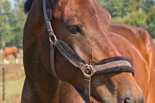 Portrait beautiful brown horse race