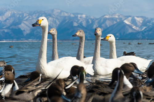 Duck, Bird and swan are in the Lake Inawashiro during winter in Fukushima, Japan.  photo