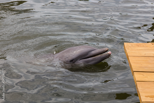Delphin im Dolphin Research Center, Florida Keys, Florida, USA