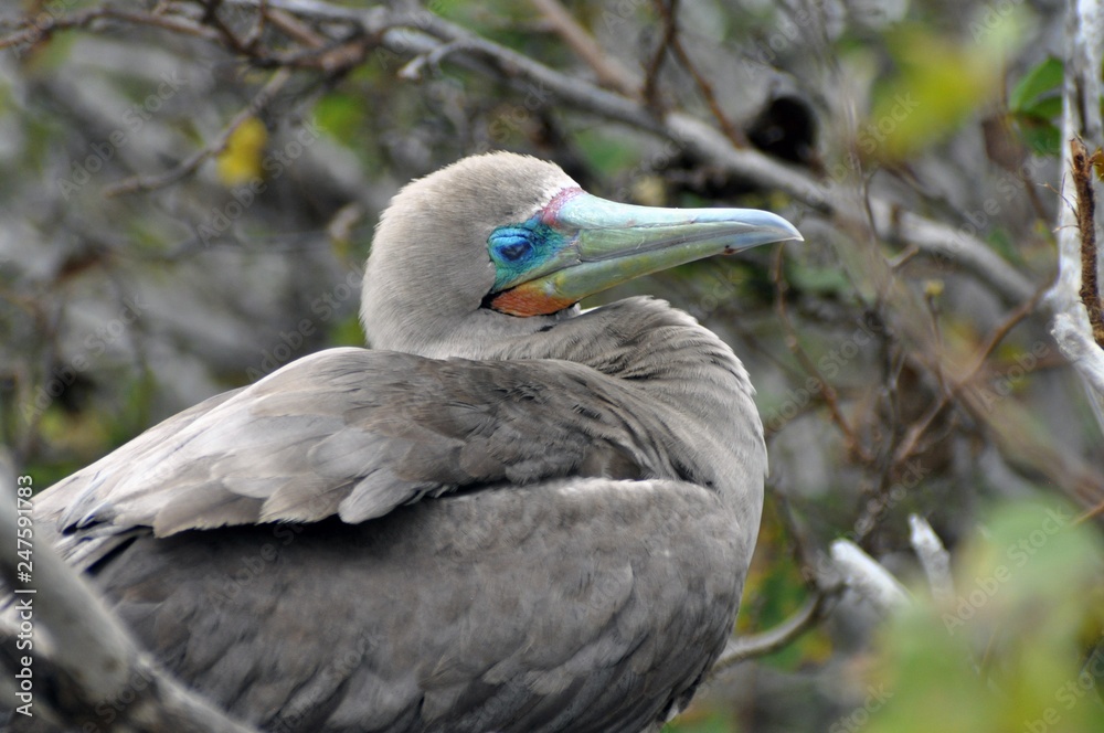 Fototapeta premium Blaufußtöpel Galapagos