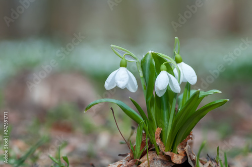 Beautifull first flowers snowdrops in spring forest