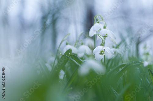 Spring snowdrop flowers in spring forest on blue background of blurred bokeh © haidamac