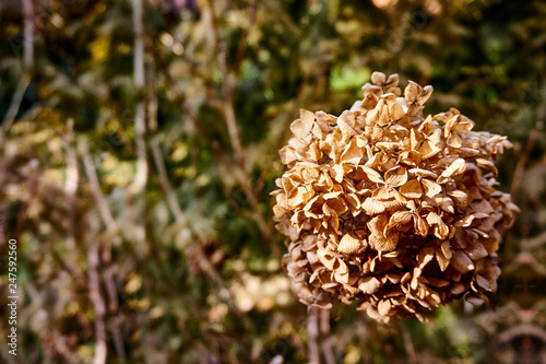 Dry hydrangea flower on a blurred background of dry and evergreen plants of a fabulously beautiful garden. Close-up. Nature concept for design. there is space for your text