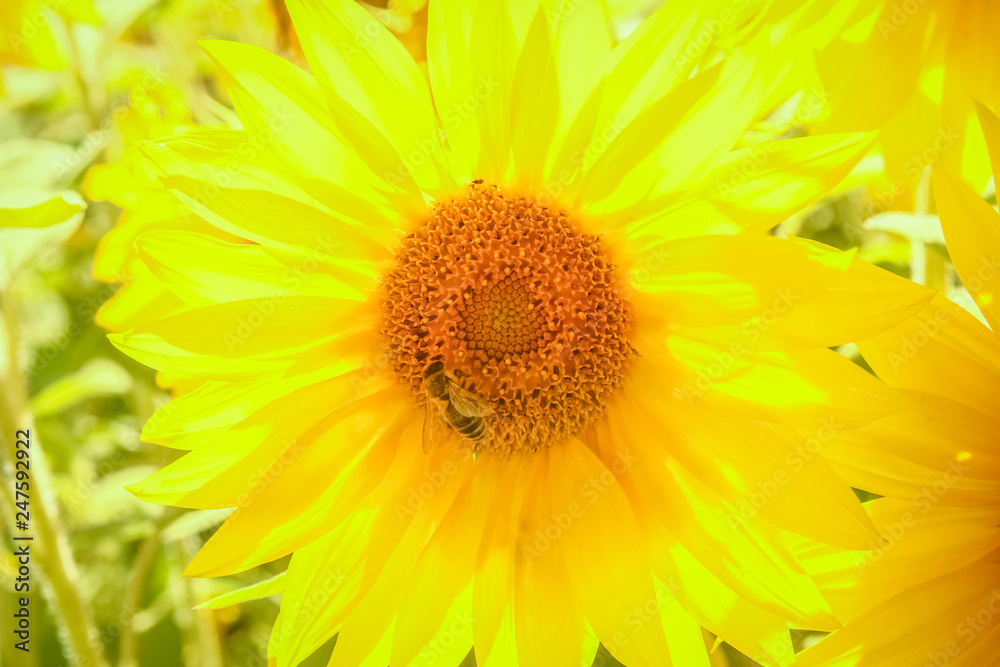 a field of blooming sunflowers against a colorful sky