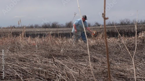 Farmer burning stubble in a wheat field photo