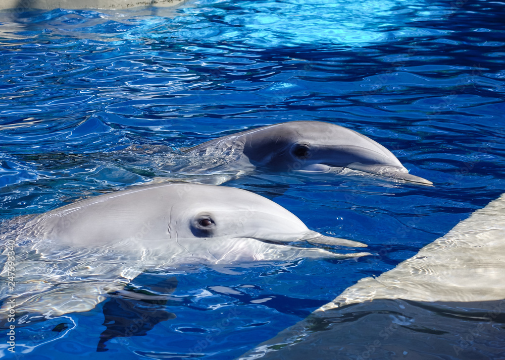 Fototapeta premium Dolphin in Blue Water