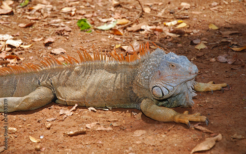 Orange Argame on the ground