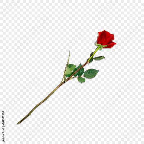 Highly Detailed Flower of Red Rose on Long Stem