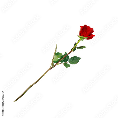 Highly Detailed Flower of Red Rose on Long Stem
