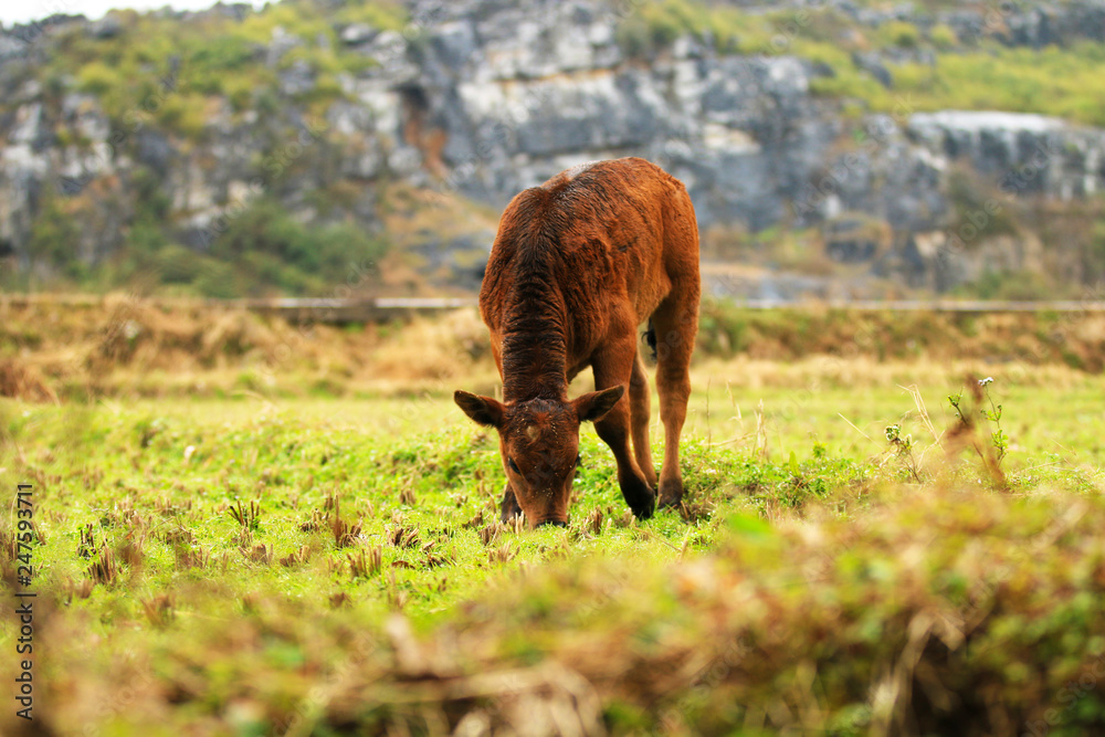 A calf grazing in a field